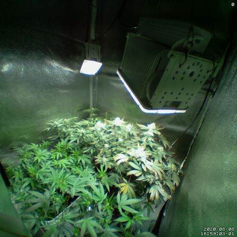 #4 - Gorilla Breath  growlog timeline photo