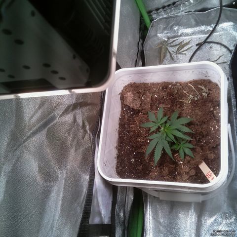 #6 - Gorrila Breath growlog timeline photo
