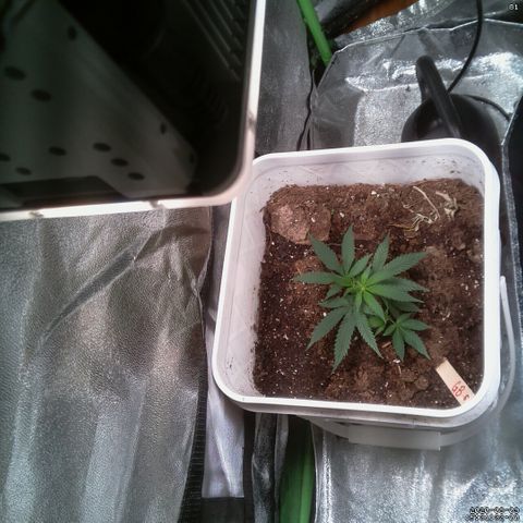 #6 - Gorrila Breath growlog timeline photo