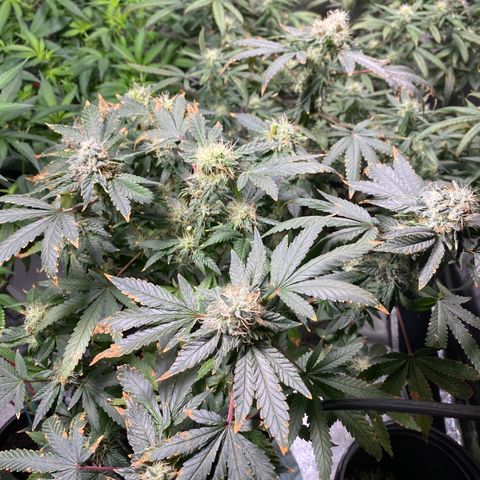 #4 - Gorilla Breath  growlog timeline photo