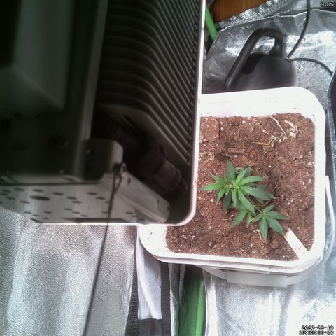 #6 - Gorrila Breath growlog timeline photo