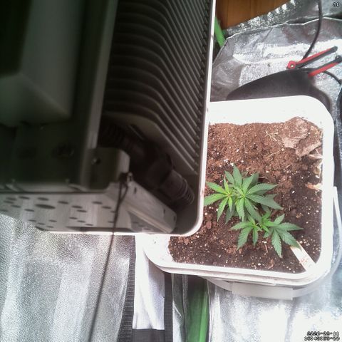 #6 - Gorrila Breath growlog timeline photo