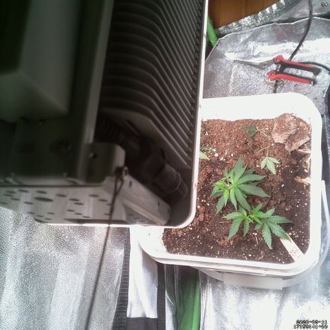 #6 - Gorrila Breath growlog timeline photo