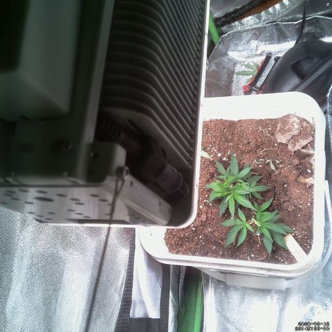 #6 - Gorrila Breath growlog timeline photo