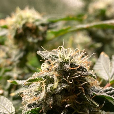 #4 - Gorilla Breath  growlog timeline photo