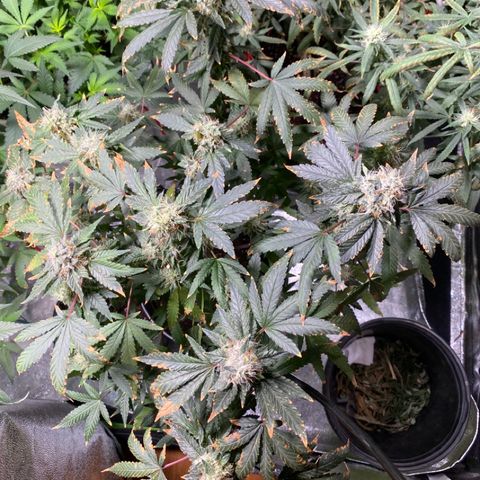 #4 - Gorilla Breath  growlog timeline photo