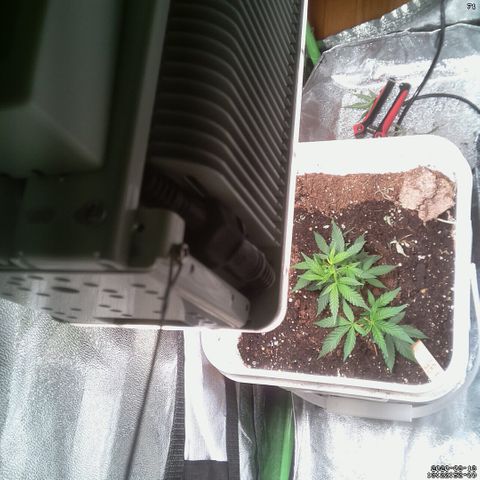 #6 - Gorrila Breath growlog timeline photo