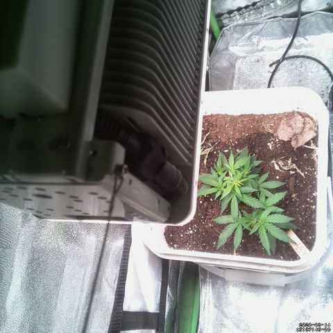 #6 - Gorrila Breath growlog timeline photo