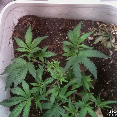 #6 - Gorrila Breath growlog timeline photo