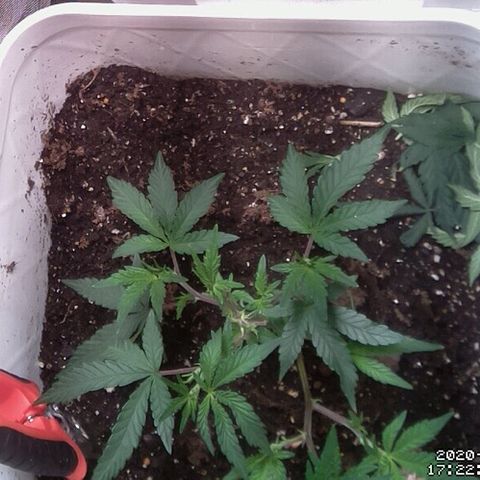 #6 - Gorrila Breath growlog timeline photo