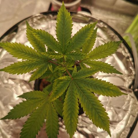 Girl Scout Cookies  growlog timeline photo