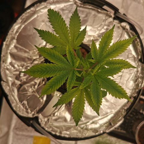 Girl Scout Cookies  growlog timeline photo