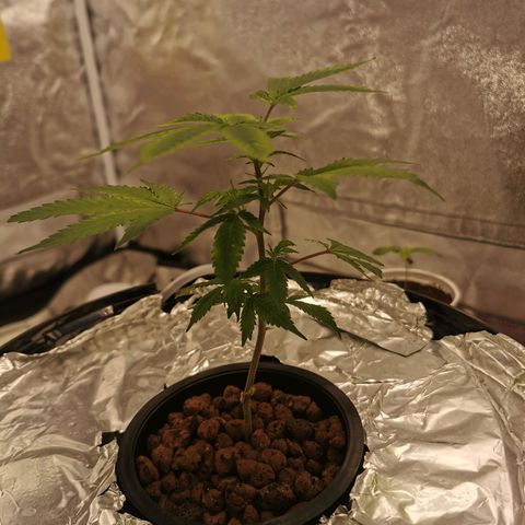 Girl Scout Cookies  growlog timeline photo