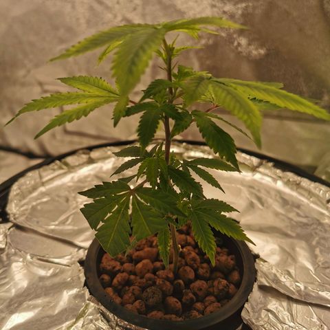 Girl Scout Cookies  growlog timeline photo