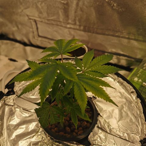 Girl Scout Cookies  growlog timeline photo