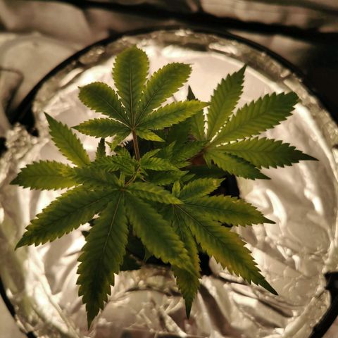 Girl Scout Cookies  growlog timeline photo
