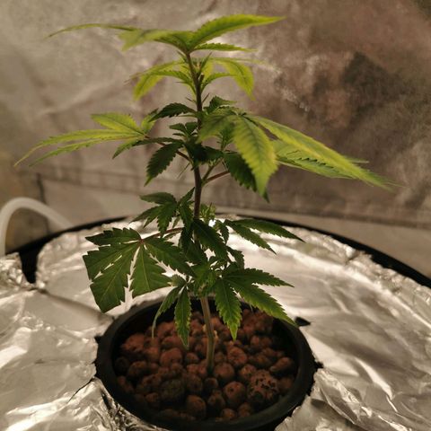 Girl Scout Cookies  growlog timeline photo