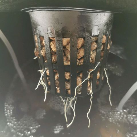 Girl Scout Cookies  growlog timeline photo
