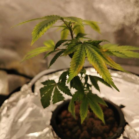 Girl Scout Cookies  growlog timeline photo