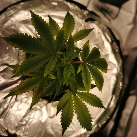 Girl Scout Cookies  growlog timeline photo