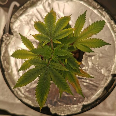 Girl Scout Cookies  growlog timeline photo