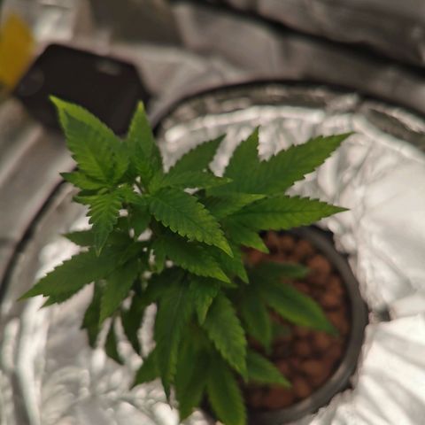 Girl Scout Cookies  growlog timeline photo