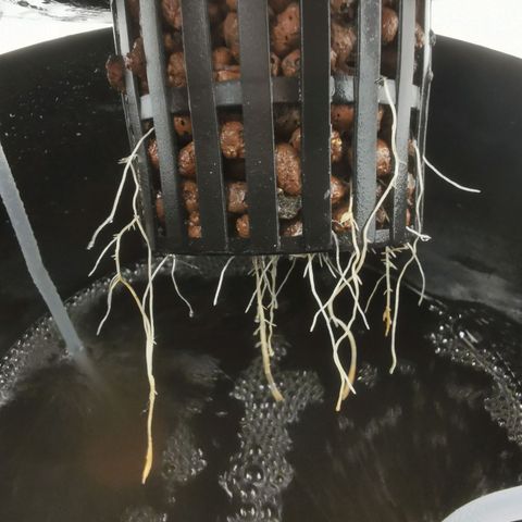 Girl Scout Cookies  growlog timeline photo