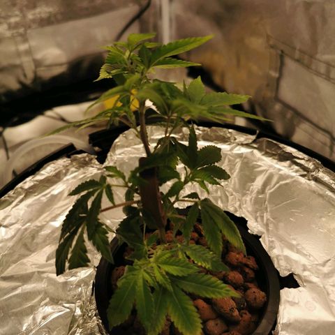 Girl Scout Cookies  growlog timeline photo