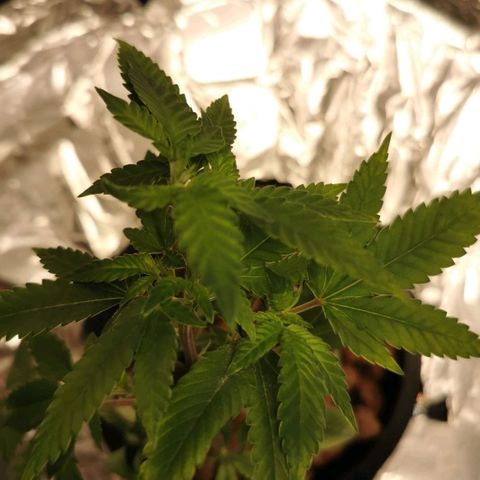 Girl Scout Cookies  growlog timeline photo