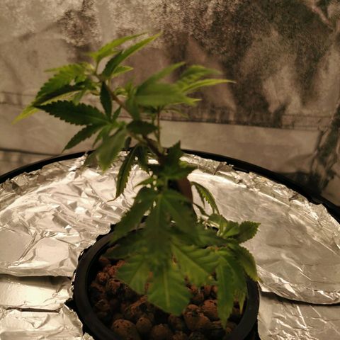 Girl Scout Cookies  growlog timeline photo