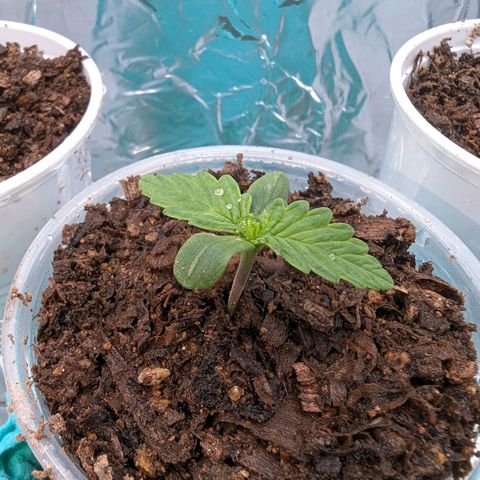 Genética desconocida growlog timeline photo