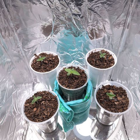 Genética desconocida growlog timeline photo