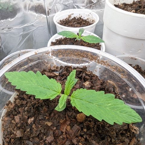 Genética desconocida growlog timeline photo