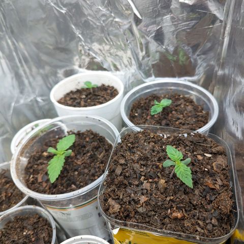 Genética desconocida growlog timeline photo