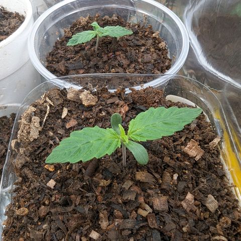 Genética desconocida growlog timeline photo
