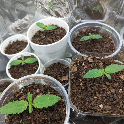 Genética desconocida growlog timeline photo