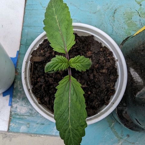 Genética desconocida growlog timeline photo