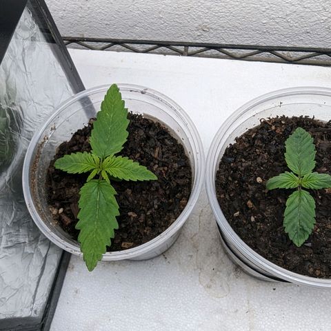 Genética desconocida growlog timeline photo