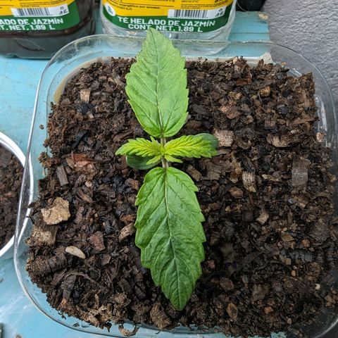 Genética desconocida growlog timeline photo