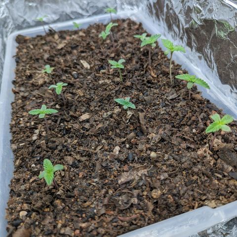 Genética desconocida growlog timeline photo