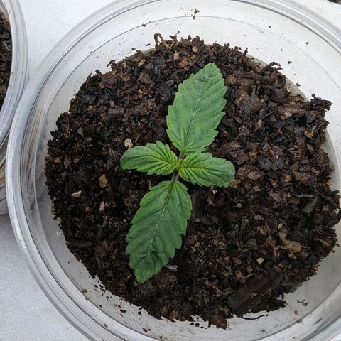 Genética desconocida growlog timeline photo