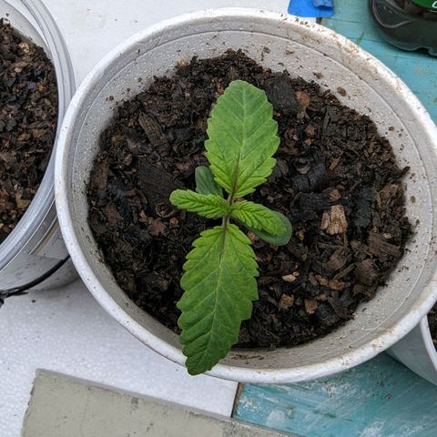 Genética desconocida growlog timeline photo