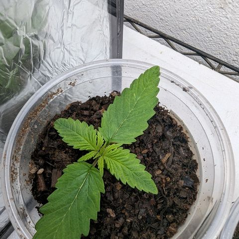 Genética desconocida growlog timeline photo