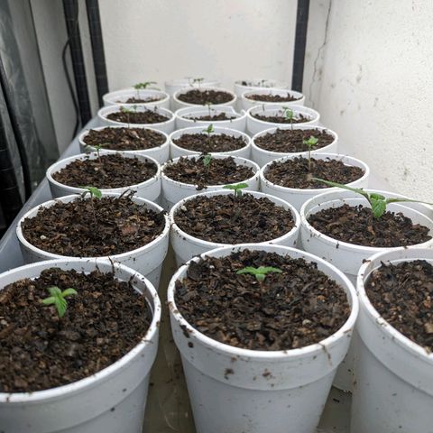 Genética desconocida growlog timeline photo