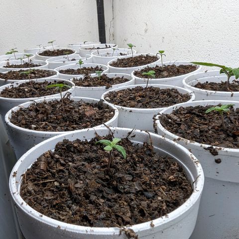 Genética desconocida growlog timeline photo
