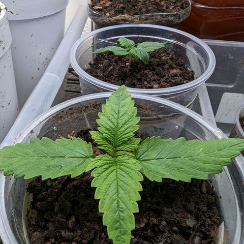 Genética desconocida growlog timeline photo