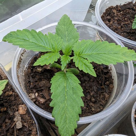 Genética desconocida growlog timeline photo