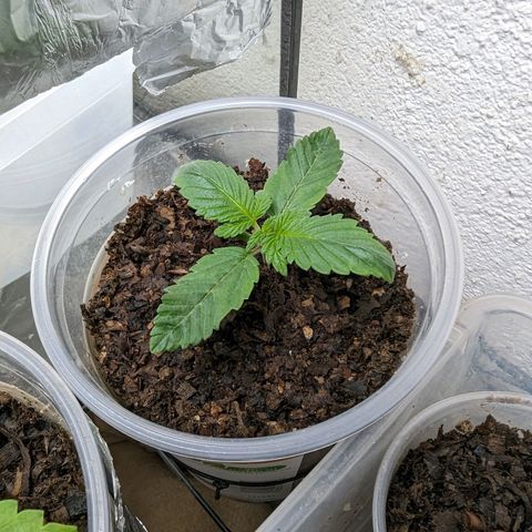 Genética desconocida growlog timeline photo