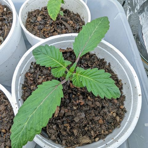 Genética desconocida growlog timeline photo
