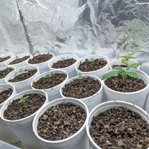 Genética desconocida growlog timeline photo